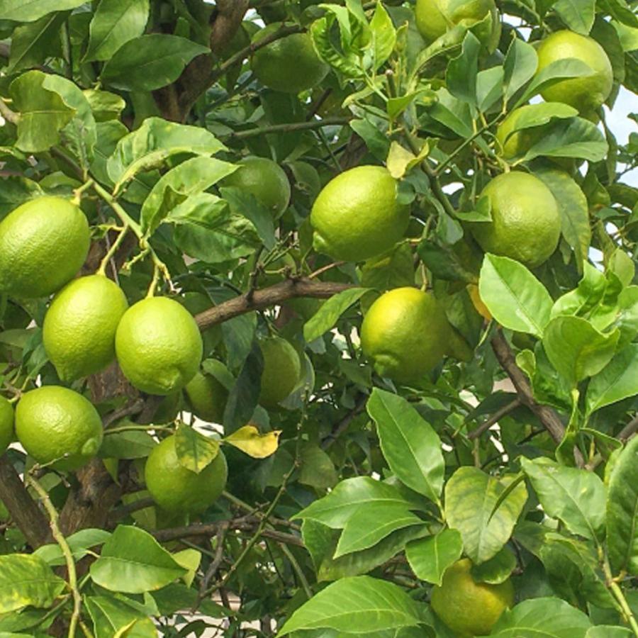 国産 レモン・グリーンレモン 約3kg 化学肥料不使用 減農薬 和歌山有田