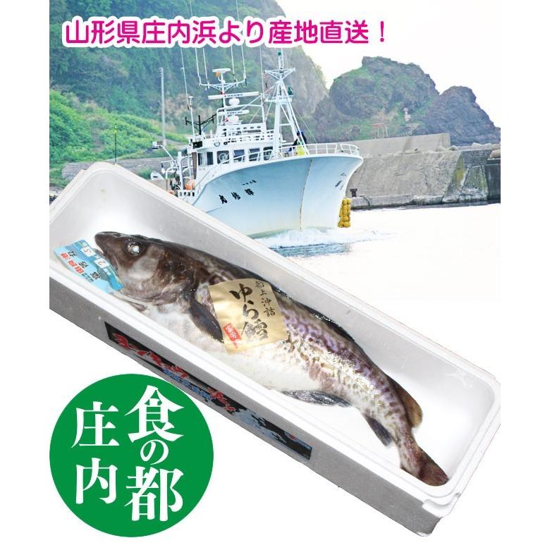 真鱈 オス 2.5kgから3kg丸ごと1尾 白子 山形県産天然 寒鱈 鍋 真鱈 オス 2.5kgから3kg丸ごと1尾 白子 山形県産天然 寒鱈 鍋