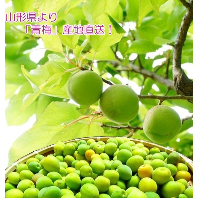 青梅 1kg 2l以上混合 訳あり 常温 山形県庄内地方産 梅酒 梅干し 梅シロップなどに最適 Au 2 お食い初め鯛料理の店ザ フレア 通販 Yahoo ショッピング