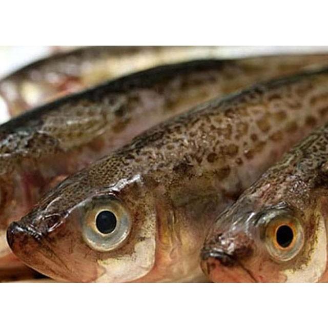 子持ちハタハタ ぶりこ メス 5 7尾入り400g前後 生冷凍 山形県庄内浜産 鰰 国産 天然 食品 魚介類 海産物 Hatahata Mesu500g5 お食い初め鯛料理の店ザ フレア 通販 Yahoo ショッピング