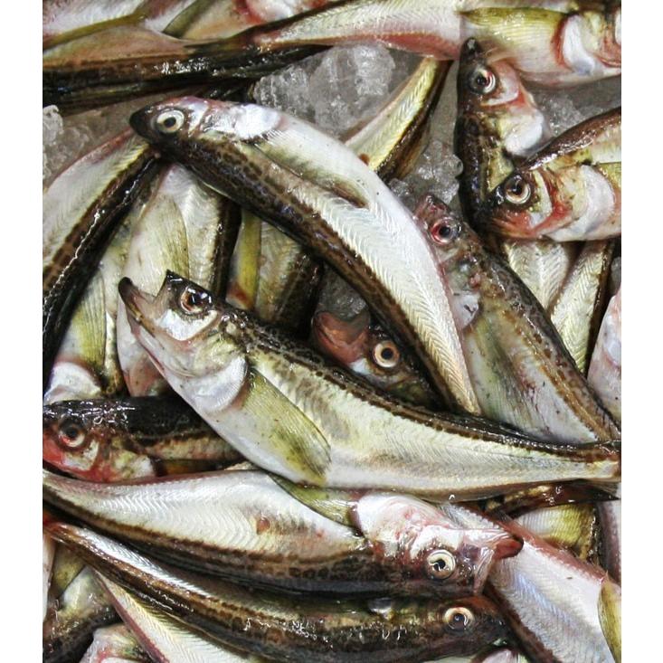 子持ちハタハタ ぶりこ メス 5 7尾入り400g前後 生冷凍 山形県庄内浜産 鰰 国産 天然 食品 魚介類 海産物 Hatahata Mesu500g5 お食い初め鯛料理の店ザ フレア 通販 Yahoo ショッピング