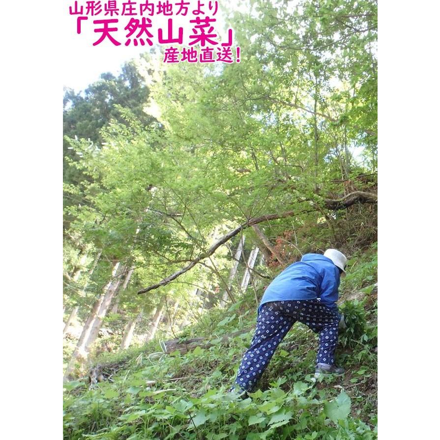 天然山菜 赤みず 500ｇ 山形県産 ウワバミソウ 赤ミズ 山菜 野菜 庄内地方 5月中旬より順次発送 Sa11 お食い初め鯛料理の店ザ フレア 通販 Yahoo ショッピング