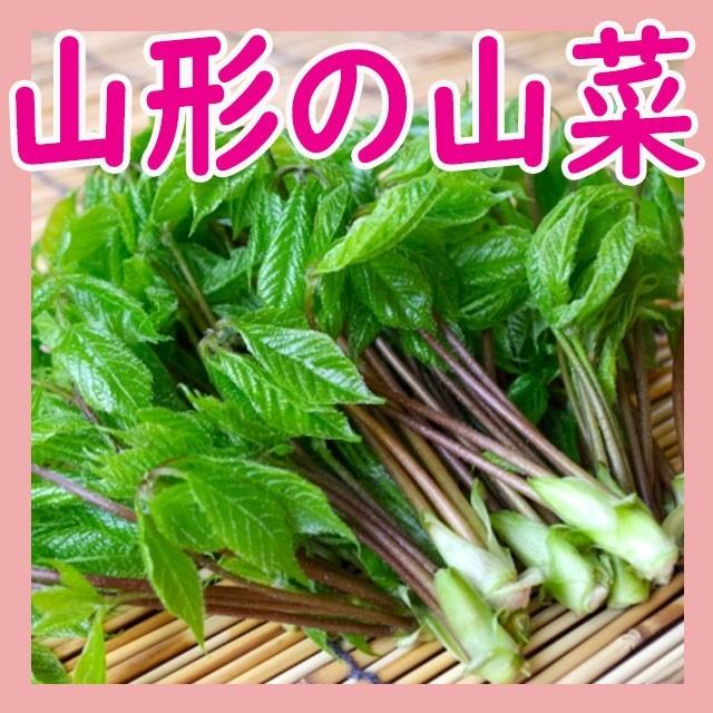 天然山菜 こしあぶら 500ｇ 山形県産 コシアブラ 山菜 母の日 野菜 庄内地方 Sa8 お食い初め鯛料理の店ザ フレア 通販 Yahoo ショッピング