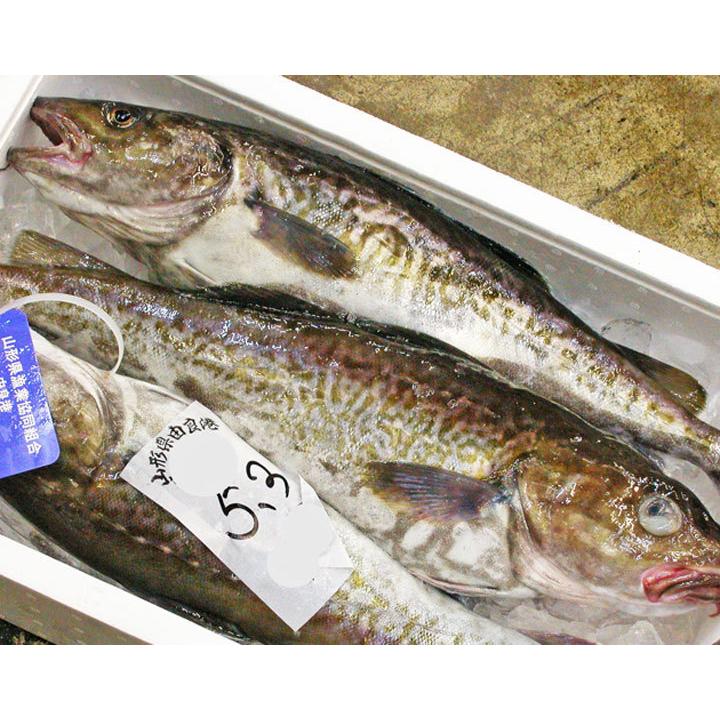 真鱈 メス 2 5kgから3kg丸ごと1尾 白子 山形県産天然 寒鱈 鍋 マダラ 真ダラ 寒ダラ Tara3kg お食い初め鯛料理の店ザ フレア 通販 Yahoo ショッピング