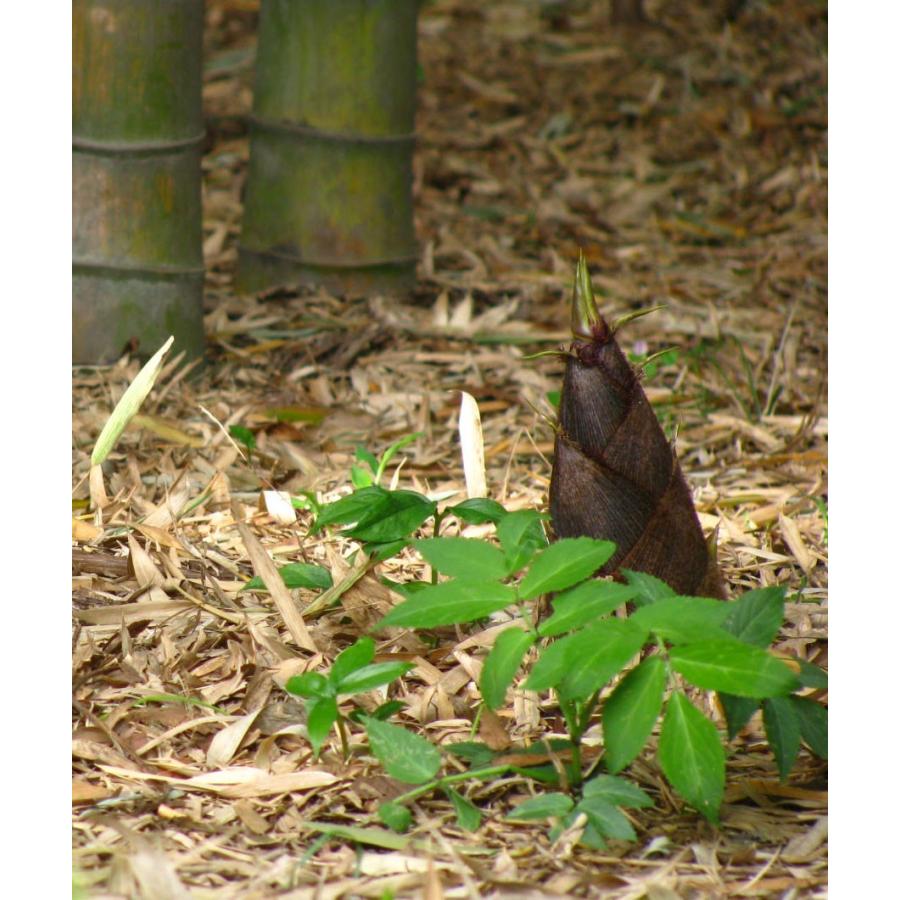 たけのこ 朝掘り 2kg 2 5本 送料無料 山形県産 孟宗 筍 タケノコ 竹の子 山菜 Tknk お食い初め鯛料理の店ザ フレア 通販 Yahoo ショッピング