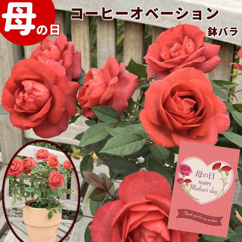 【5/9 千葉から発送】母の日 10％引き プレゼント ギフト ミニ薔薇 コーヒーオベーション 5号 素焼き鉢 珍しい アンティーク風 鉢植 花 メッセージカード付（Yahoo!・さくらんぼ 山形ふるさと食品館）