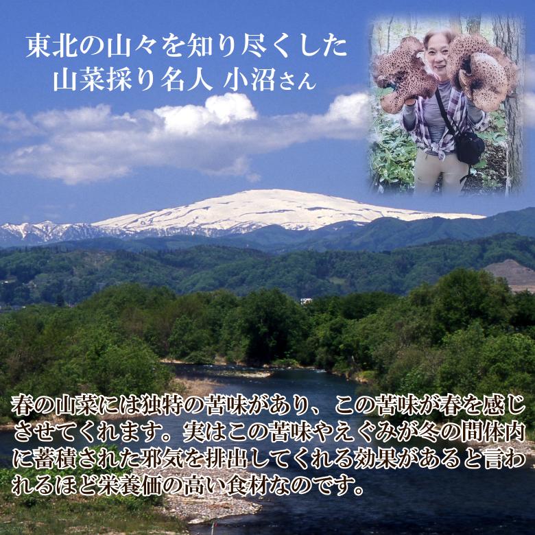 天然山菜 月山筍(太) 500ｇ｜yamagata-maruta｜02
