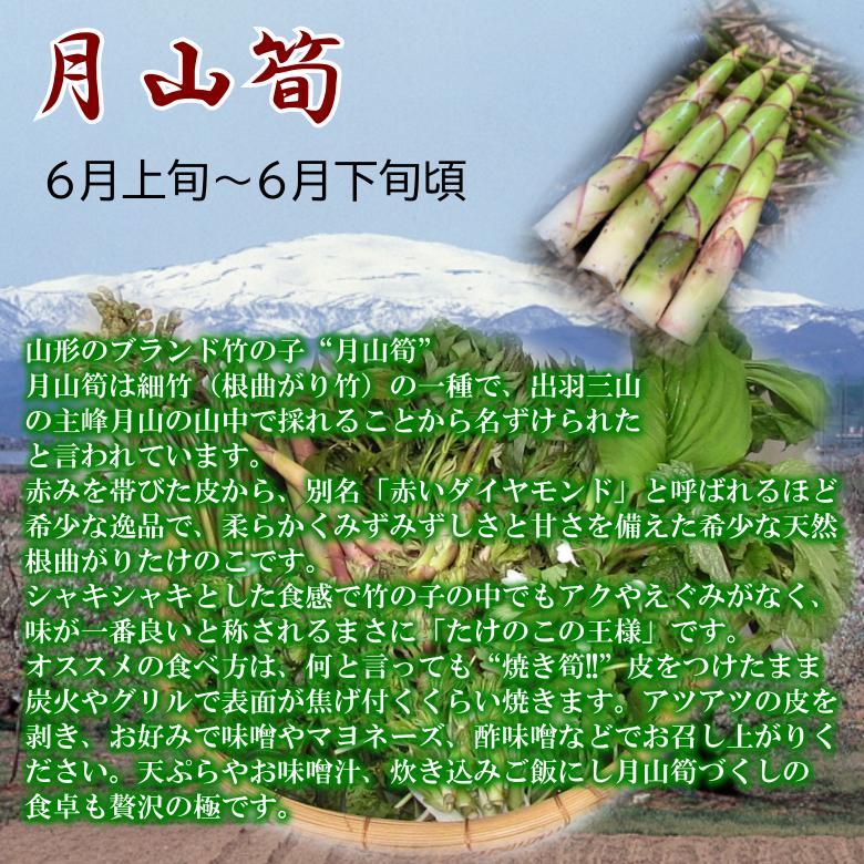 天然山菜 月山筍(太) 500ｇ｜yamagata-maruta｜03