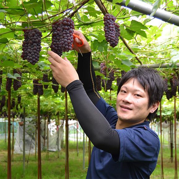 山形本沢ぶどうデラウエア約2kg(L〜3L/10〜16房)|yamagata-umaies|04