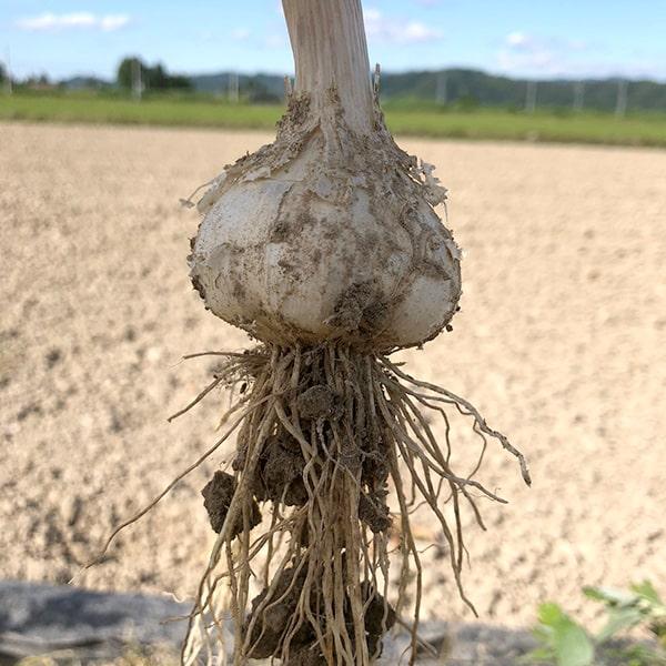 根・土つき》山形の生にんにく約5kg : 山形うまいずマーケット - 通販