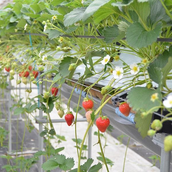 夏いちごサマーティアラ(40粒〜60粒) : 山形うまいずマーケット - 通販