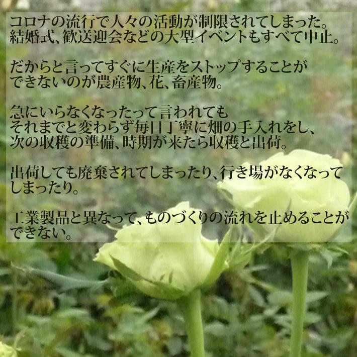 お中元 22 ギフト バラ 本 山形県 寒河江市産 大沼バラ園 切り花 生産者直送 送料無料 ピンク系 赤系 オレンジ黄色系 から選べます 1406 0007 山形の果物 お酒 まるごと山形 通販 Yahoo ショッピング