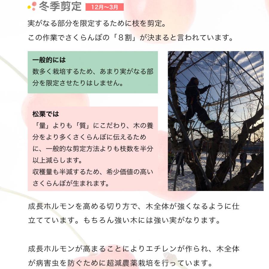 松栗農園 さくらんぼ 佐藤錦 山形県産 特秀350g  バラ詰 送料無料｜yamagatamaru｜06