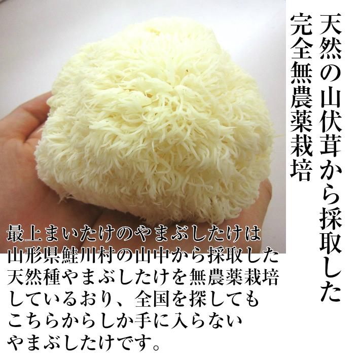 山形県産天然ヤマブシ茸