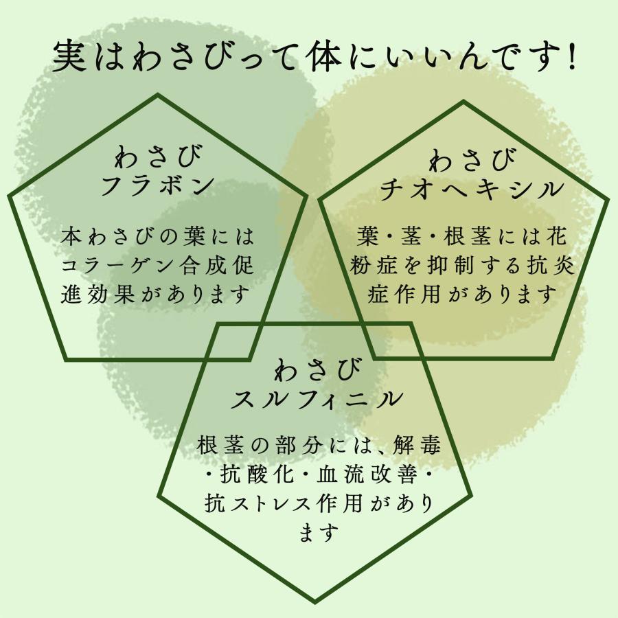 わさび 本わさび 10本 大サイズ 約60〜80g 山形 東根 大富農産 wasabi