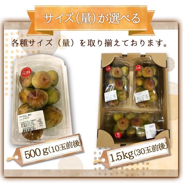 現在発送中 9月10月お届け フルーツ いちじく 山形県産 イチジク 生