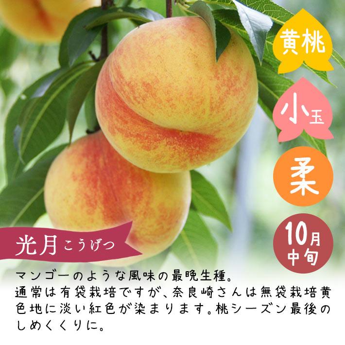 2025年 10月 フルーツ 桃 黄桃 光月 こうげつ 約3kg 玉数おまかせ 10月