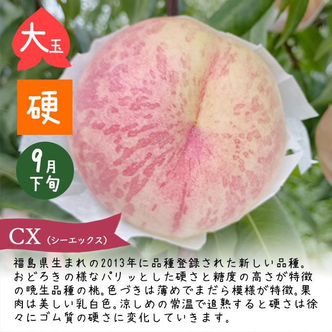 硬い桃山形県産(CX／シーエックス)専用 白桃 CX(シーエックス) 2.5kg入り 硬い桃 大玉 山形県産 【令和8年産