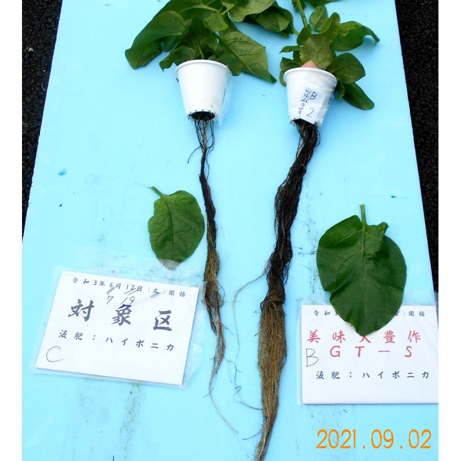 植物活力液 美味大豊作 GT-S 20L 活性剤 天然成分 100% 収穫量 糖度