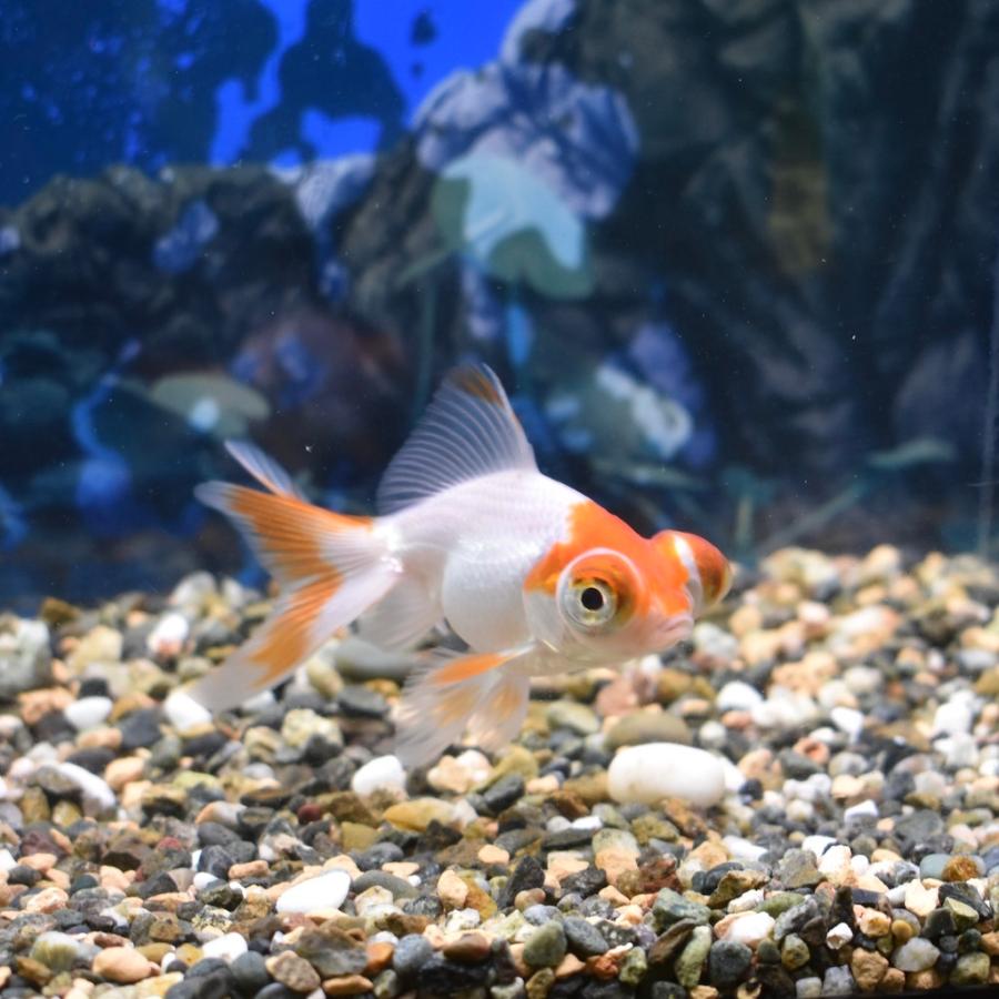 弥富産 赤出目金s Sm 約6 7cm 1匹 Akademekinssm ヤマゲンペットyahoo 店 通販 Yahoo ショッピング