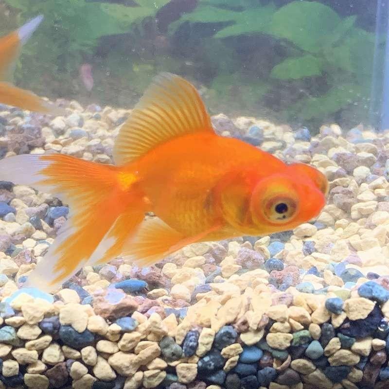 4年保証 赤出目金ss S 約6cm 1匹