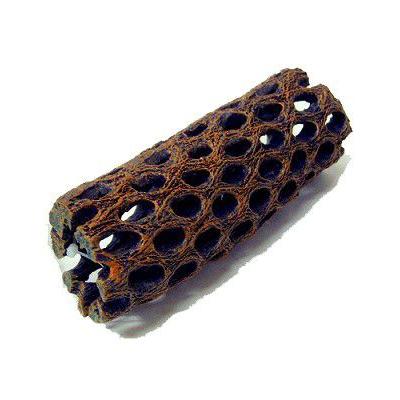 スドー カクタススケルトン S : ヤマゲンペットYahoo!店 - 通販
