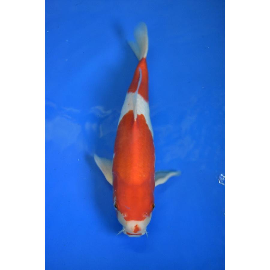 お気に入りの 新品、未使用 『国魚館産 紅白 約40cm』2 観賞魚生体
