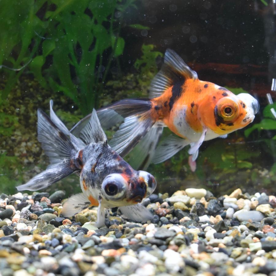 弥富 服部産 キャリコ出目金s Sm 約6 7cm 1匹 Kyarikodemes ヤマゲンペットyahoo 店 通販 Yahoo ショッピング