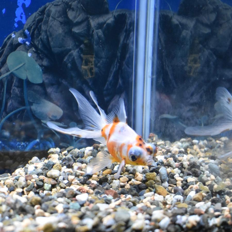 弥富 服部産 キャリコ出目金s Sm 約6 7cm 1匹 Kyarikodemes ヤマゲンペットyahoo 店 通販 Yahoo ショッピング