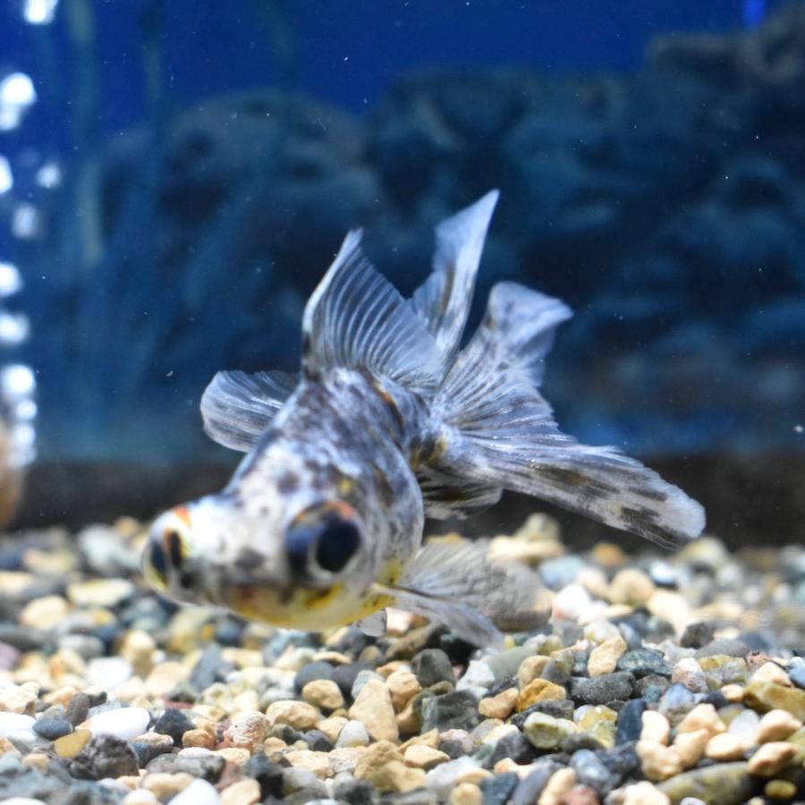 弥富 服部産 キャリコ出目金s Sm 約6 7cm 1匹 Kyarikodemes ヤマゲンペットyahoo 店 通販 Yahoo ショッピング