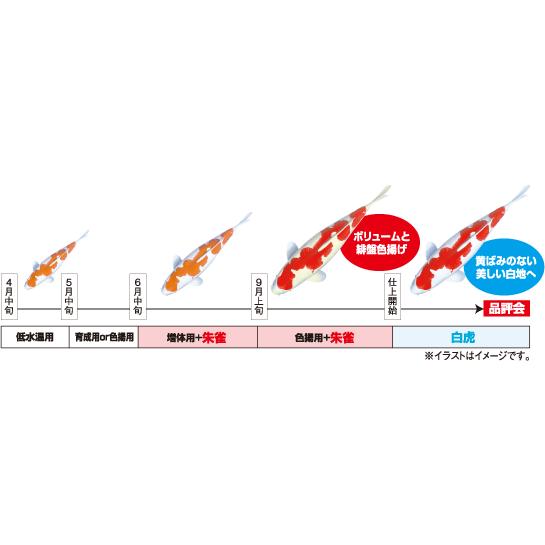 キョーリン『咲ひかり朱雀　特級色揚 浮上M　1.5kg』｜yamagenpet｜03