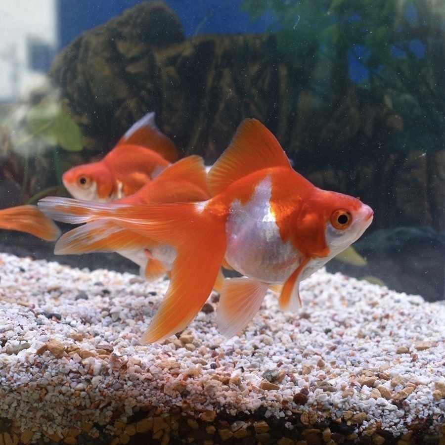 70 Offアウトレット 弥富 加藤産 更紗琉金上物 Sm 約6 7cm 1匹 Saropackaging Eu