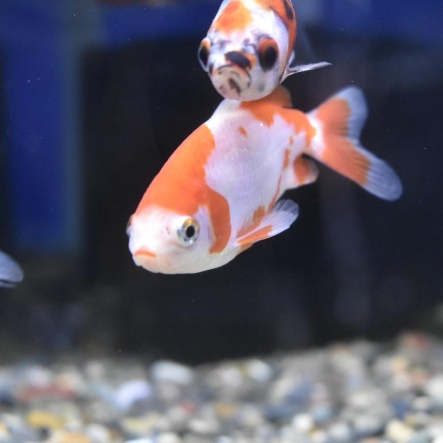 弥富・長尾産 更紗和金 S(約7〜8cm) 1匹 : ヤマゲンペットYahoo!店