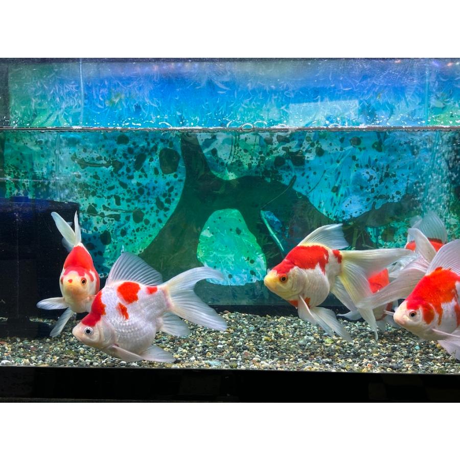 玉サバ3歳 LL（約15~18cm）　1匹｜yamagenpet｜06