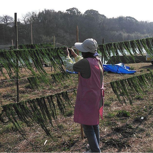 【送料無料】【希少】天然すじ青のり原藻５０ｇ 大分県産　駅館川（やっかんがわ）【業務用】【青のり】※別途送料、東北500円、北海道・沖縄・離島1000円※