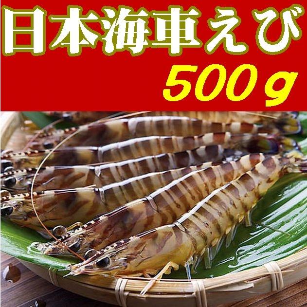 【貨物輸送無料】【日本海車えび】【山口県】【長門市油谷】【楊貴妃謂われ因縁の里】活き車海老500g※関東、新潟県、北海道、丑寅、沖縄県、離島不可※ 魚介類、海産物-エビ