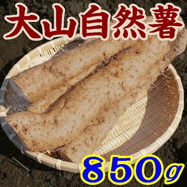 【１１月下旬発送予定】【送料無料】【だいせん二宮農園】鳥取大山じねんじょ（山芋）850ｇ※別途送料、東北500円、北海道1000円、沖縄、離島不可※｜yamaguchikaiseidou