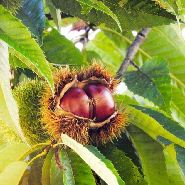 残りわずか】【冷蔵保管】美祢の厚保栗（あつくり）2kg【秀等級3L