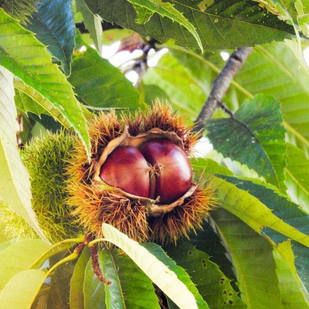 残りわずか】【冷蔵保管】美祢の厚保栗（あつくり）1kg【山口県美祢
