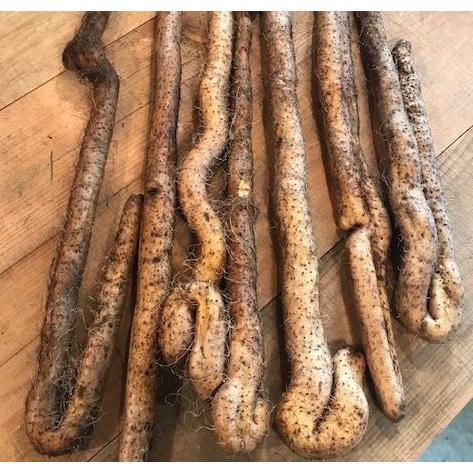 新芋出荷開始】【送料無料】山口産『自然薯（自生種）3kg』（山芋