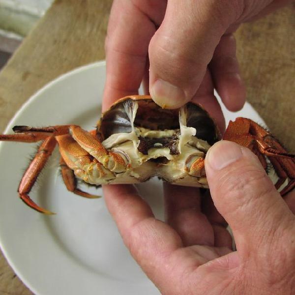 高津川のツガニ（川ガニ）「天然氷締め活きモクズガニ（オス）」1kg