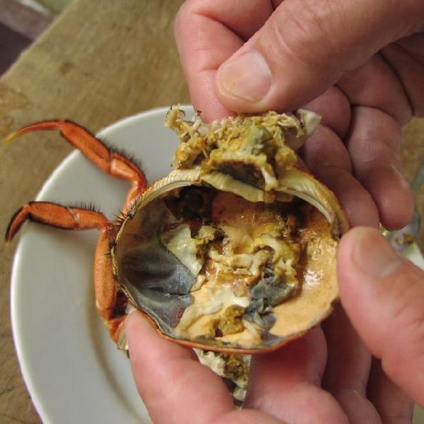 高津川のツガニ（川ガニ）「天然氷締め活きモクズガニ（オス）」1kg