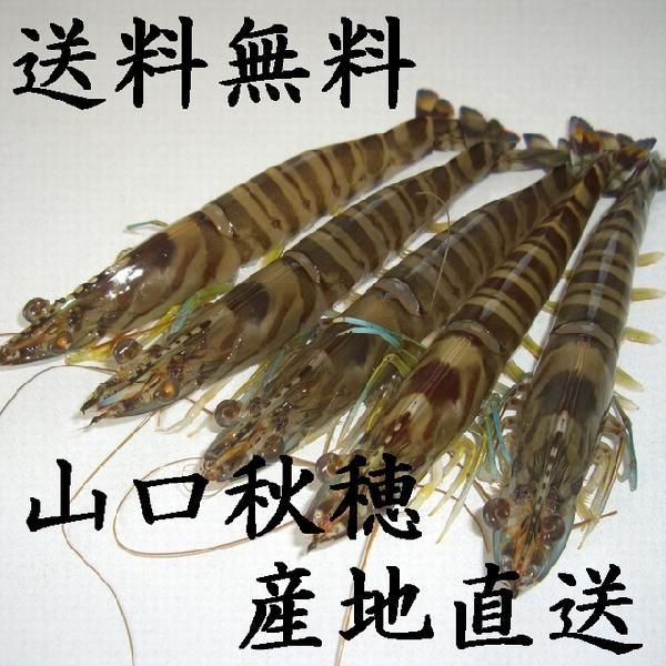 送料無料】秋穂直送（車エビ）『活き締め冷凍車えび』400g（8
