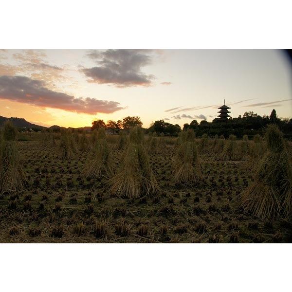 令和7年産　新米　朝日米　玄米30kg  残り5袋 新米令和7年産岡山県産朝日米玄米25kg : やまかわ - 通販 - Yahoo