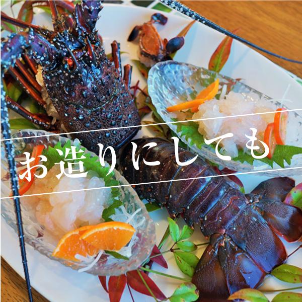 活伊勢海老」特特大”3Lサイズ” 2.5kg〜 ※1尾あたり800g〜1kg×3尾
