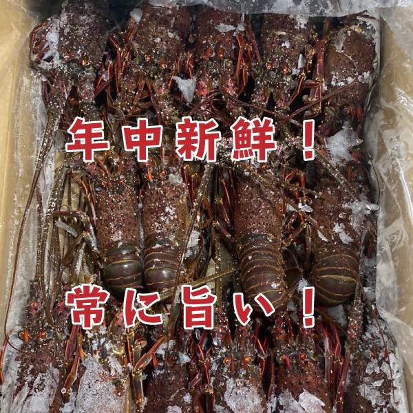 活〆冷凍伊勢海老」”SSサイズ” 2kg 11尾入り 海老・伊勢海老・伊勢