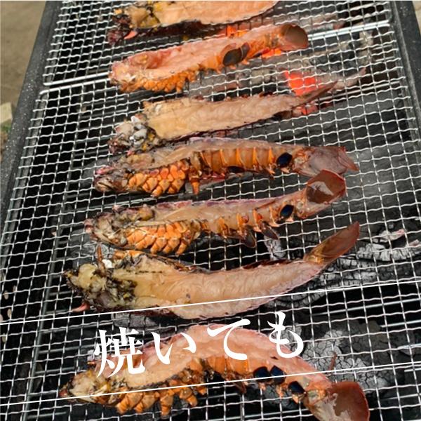 活〆冷凍伊勢海老 Ssサイズ 2ｋｇ 9 10尾入り 海老 伊勢海老 活伊勢海老 伊勢えび 伊勢エビ 冷凍 活〆 Ris250 350 村山栄次商店 通販 Yahoo ショッピング