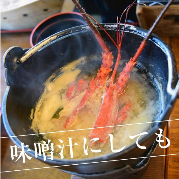 活〆冷凍伊勢海老」”SSサイズ” 2kg 11尾入り 海老・伊勢海老・伊勢