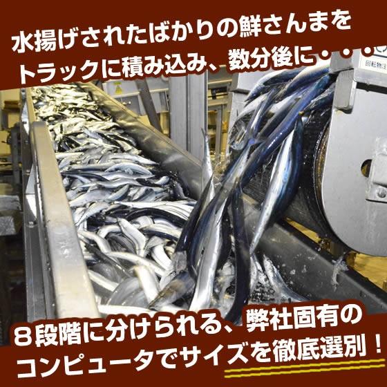 IQF冷凍サンマ・さんま・秋刀魚　&ldquo;中&rdquo;　125〜135ｇ　30尾（3.7〜4.0kg）