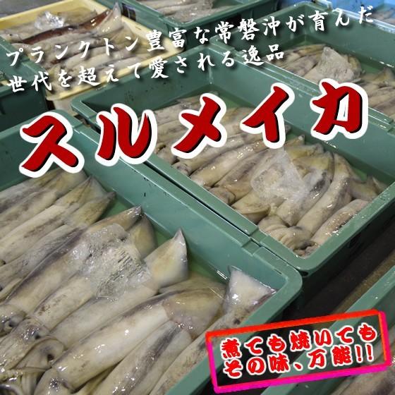 冷凍いか・冷凍スルメイカ 5kg（大）10〜12杯 ※1杯あたり約400~600g